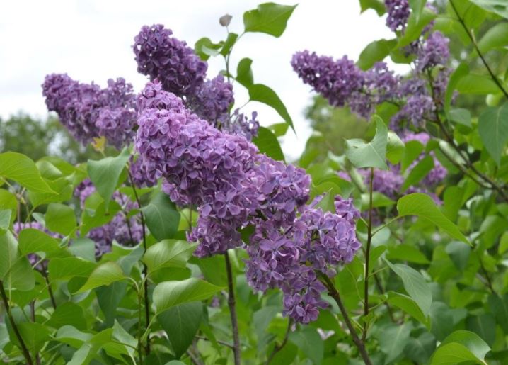 lilacs